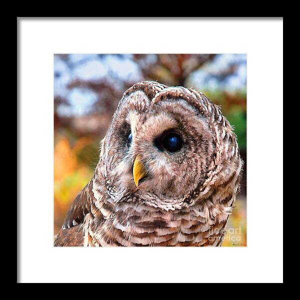 Barred Owl Framed Print featuring the photograph Owl Gaze by Adam Olsen