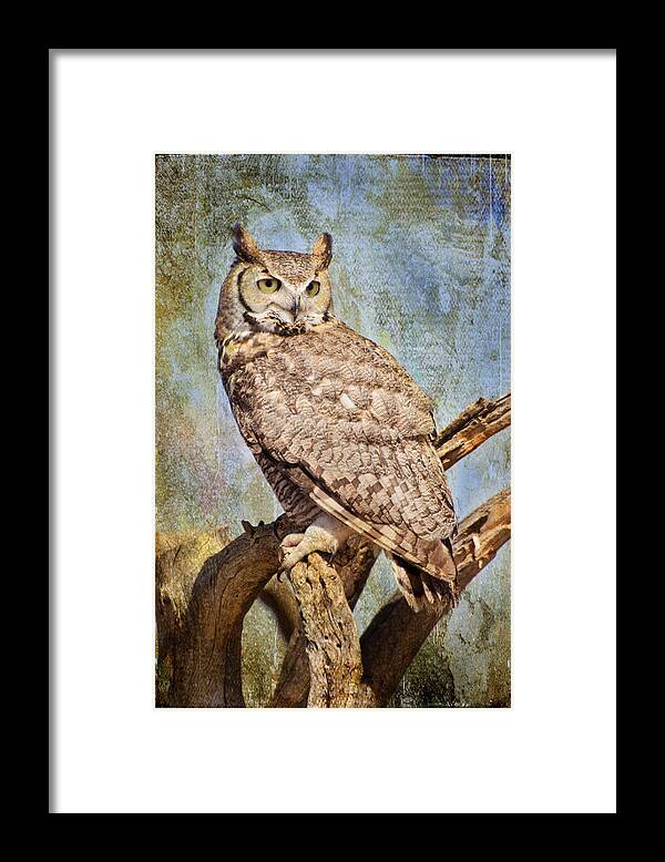 Owl Framed Print featuring the photograph Owl on a Tree by Barbara Manis