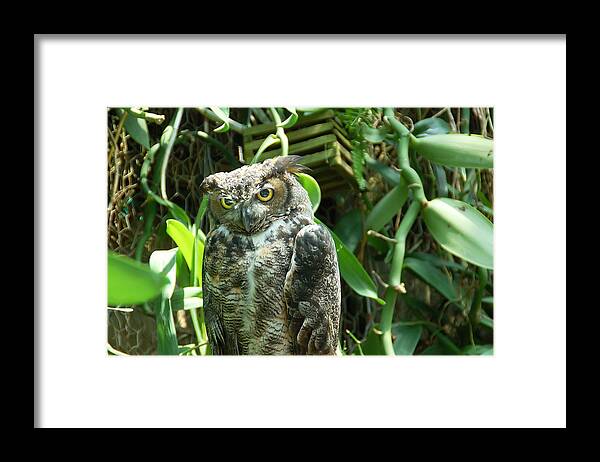 Owl Framed Print featuring the photograph Owl Portrait 3 by Aimee L Maher ALM GALLERY