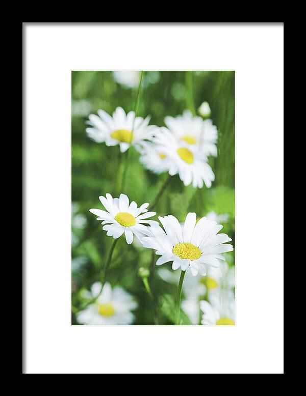 Dog Daisy Framed Print featuring the photograph Ox-eye Daisies (leucanthemum Vulgare) by Gustoimages/science Photo Library