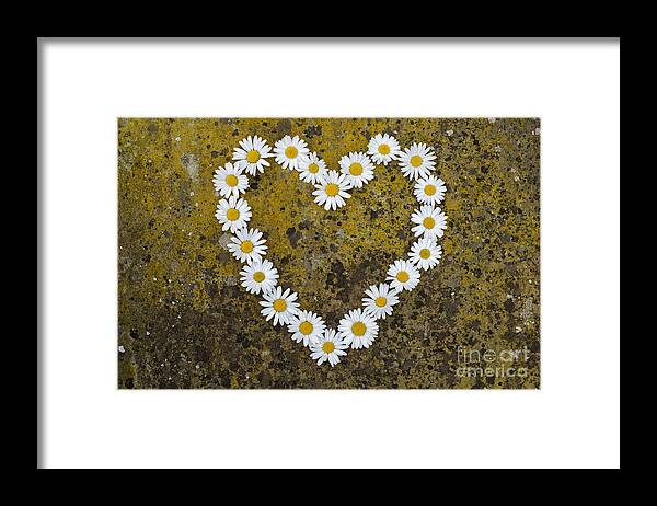 Oxeye Daisy Framed Print featuring the photograph Oxeye Daisy Heart by Tim Gainey