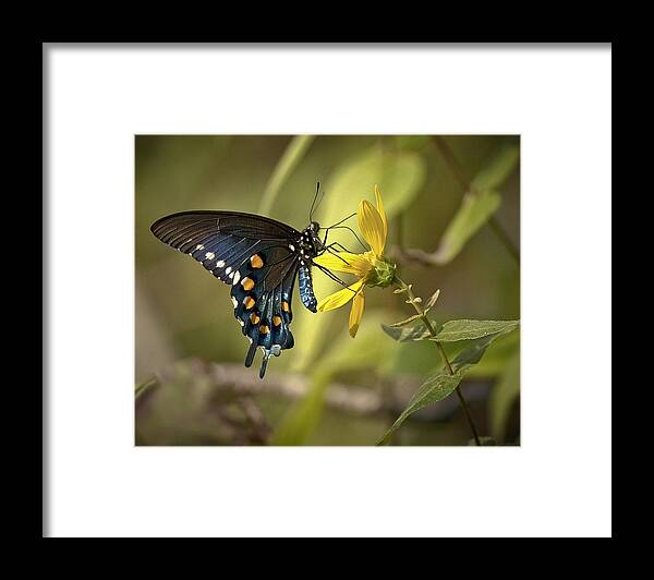 Butterfly Framed Print featuring the photograph Ozark Spicebush Swallowtail on Sunflower by Michael Dougherty