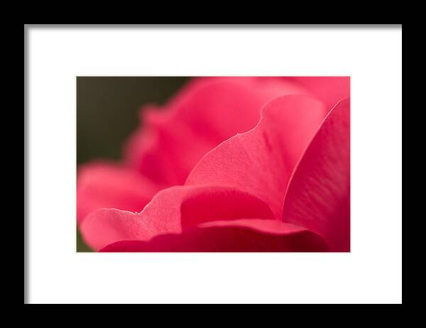 Rose Framed Print featuring the photograph P is for Pink by Craig Szymanski