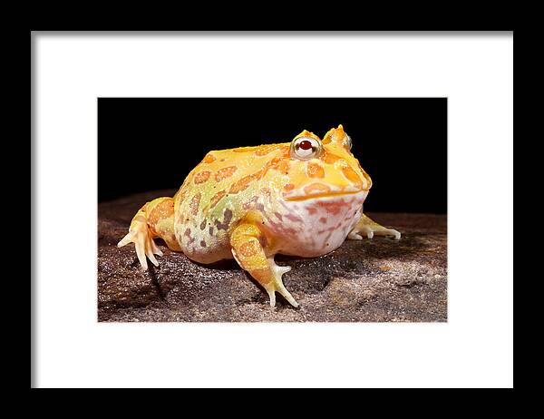 Chacoan Horned Frog Framed Print featuring the photograph Pac Man Frog Ceratophrys by David Kenny