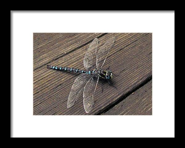 Insect Framed Print featuring the photograph Pacific Forktail by I'ina Van Lawick