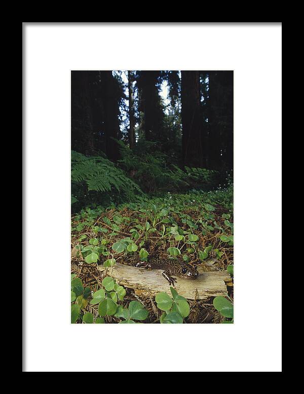 Feb0514 Framed Print featuring the photograph Pacific Giant Salamander In Redwood by Larry Minden