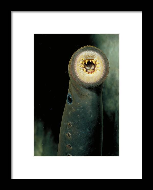 Animal Framed Print featuring the photograph Pacific Lamprey by Rondi Church