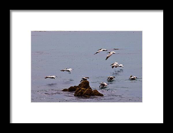 Bird Framed Print featuring the photograph Pacific Landing by Melinda Ledsome