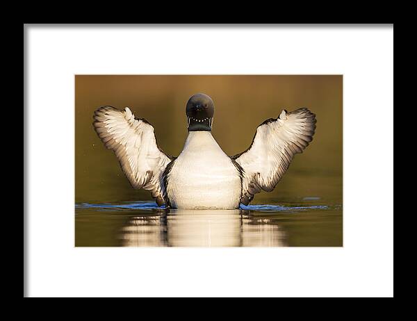Adult Framed Print featuring the photograph Pacific Loon Wing Flap by Tim Grams