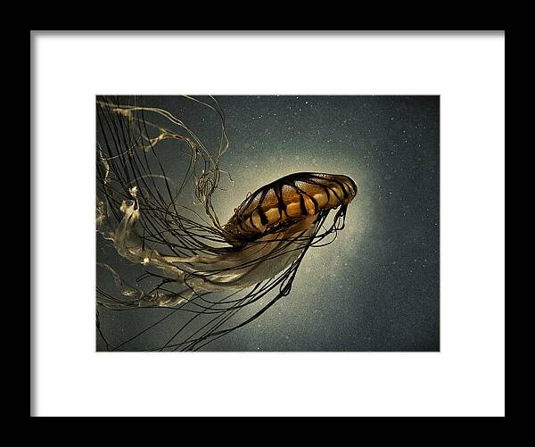 Pacific Sea Nettle Framed Print featuring the photograph Pacific Sea Nettle by Marianna Mills