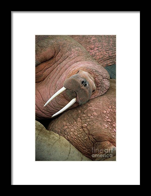 00344073 Framed Print featuring the photograph Bull Walrus on Round Island by Yva Momatiuk and John Eastcott