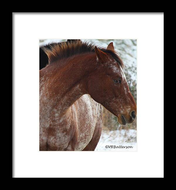 Horses Framed Print featuring the photograph Paint by Veronica Batterson