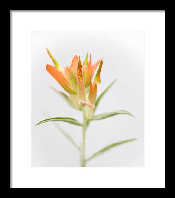Paintbrush Framed Print featuring the photograph Paintbrush-High Key by Morris McClung