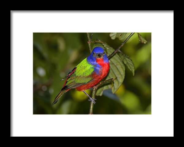 Dodsworth Framed Print featuring the photograph Painted Bunting by Bill Dodsworth
