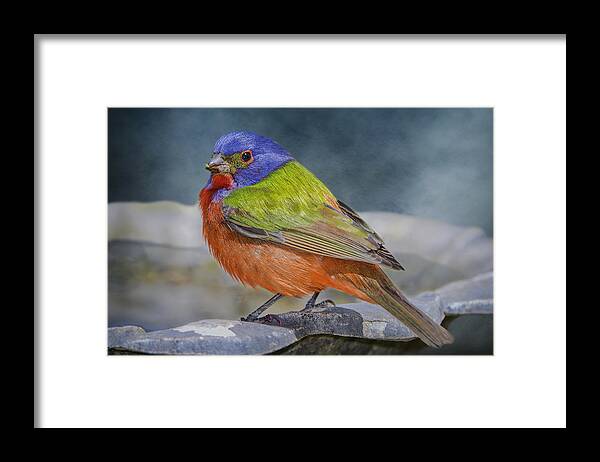 Painted Bunting Framed Print featuring the photograph Painted Bunting in April by Bonnie Barry