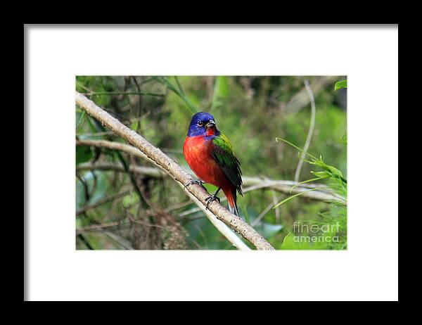 Painted Bunting Framed Print featuring the photograph Painted Bunting Photo by Meg Rousher