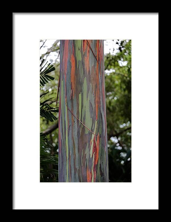 Sam Amato Framed Print featuring the photograph Painted Eucalyptus tree by Sam Amato