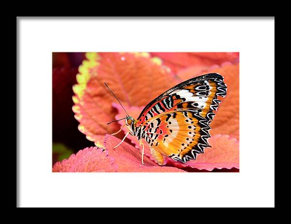 Butterfly Framed Print featuring the photograph Painted Lady by David Earl Johnson