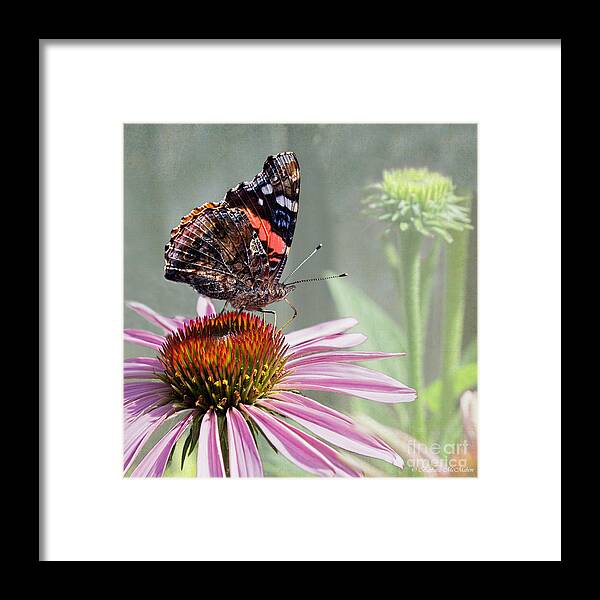 Painted Lady Framed Print featuring the photograph Painted Lady on Coneflower by Barbara McMahon