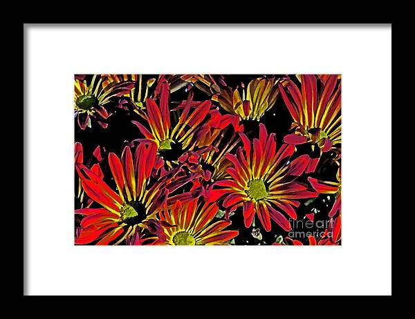 Mums Framed Print featuring the photograph Painted Mums by Judy Wolinsky