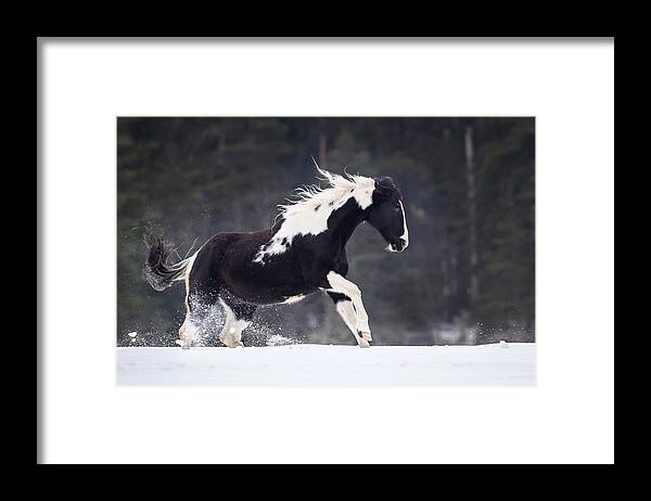 Horse Framed Print featuring the photograph Painted Pony by Jack Bell