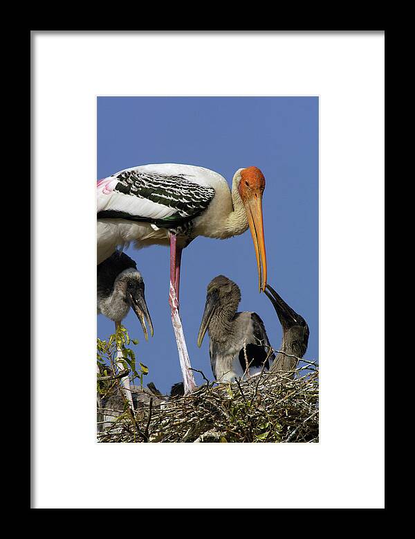 00210336 Framed Print featuring the photograph Painted Stork on Nest with Chicks by Pete Oxford