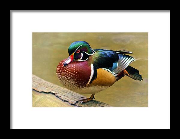Painted Wood Duck Framed Print featuring the photograph Painted Wood Duck by Wes and Dotty Weber