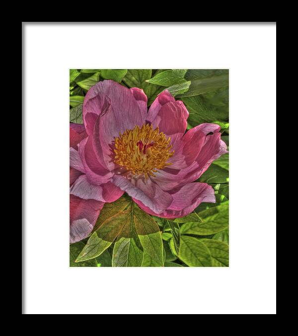 Spring Framed Print featuring the photograph Painterly Peony by Harold Rau
