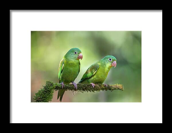 Parakeet Framed Print featuring the photograph Pair O' Parakeets by Greg Barsh