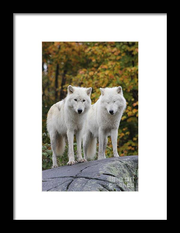 Pair Framed Print featuring the photograph Pair of Arctic Wolves by Vicki Spindler