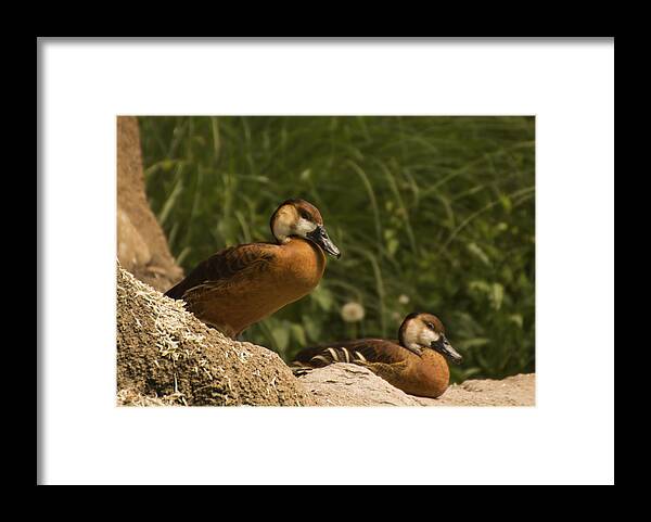 Duck Framed Print featuring the photograph Pair of Ducks by Tracy Winter