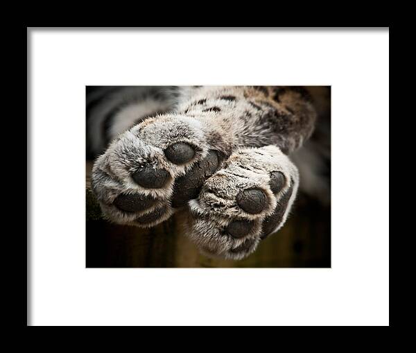Marwell Framed Print featuring the photograph Pair of Paws by Chris Boulton