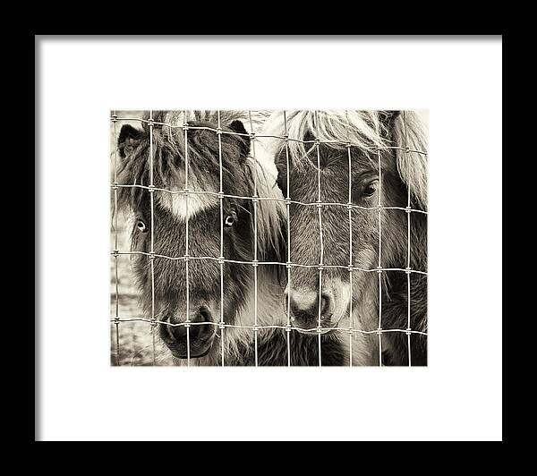 Pony Framed Print featuring the photograph Pair of Ponies by Paul Berger