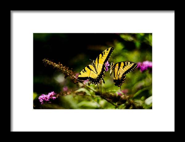 Butterflies Framed Print featuring the photograph Pair of Yellow swallowtails by Bruce Pritchett