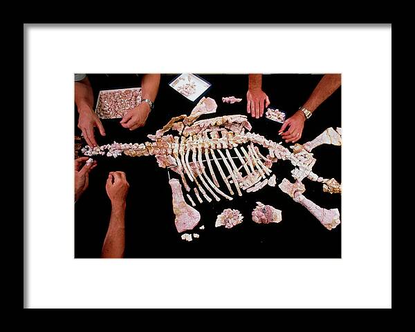 Palaenotology Framed Print featuring the photograph Palaeontologists Reconstructing Fossil Plesiosaur by Peter Menzel/science Photo Library