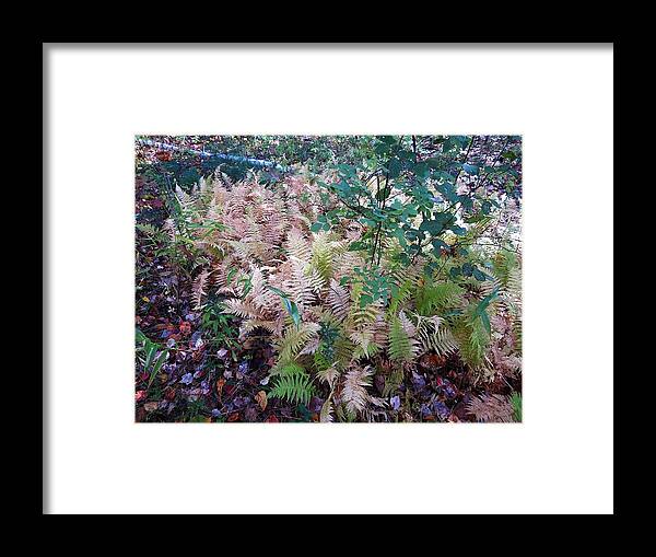  Framed Print featuring the photograph Pale Ferns by MTBobbins Photography