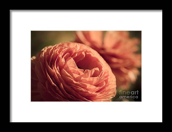 Flower Framed Print featuring the photograph Pale Pink Petals by Ana V Ramirez