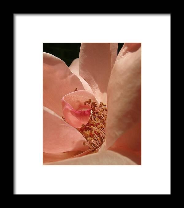 Floral Framed Print featuring the photograph Pale Rose Canyon by Deborah Smith