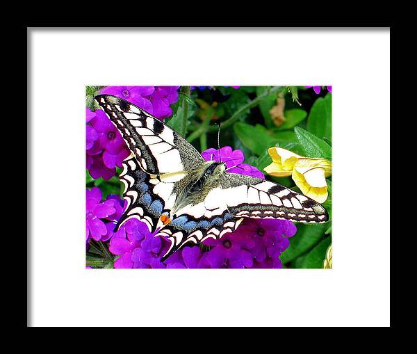 Arthropod Framed Print featuring the photograph Pale Swallowtail by Gerry Bates
