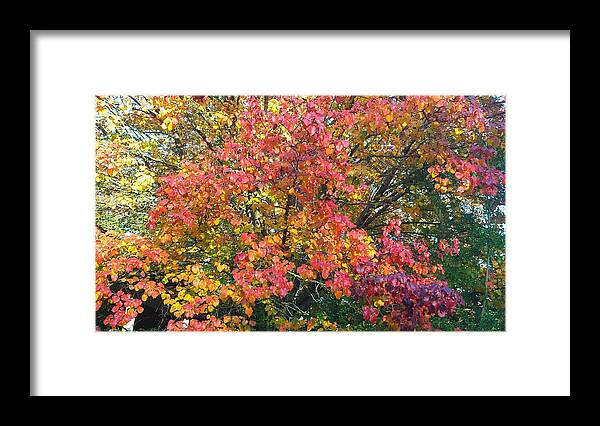 Fall Framed Print featuring the photograph Pallette of Fall Colors by Kenny Glover