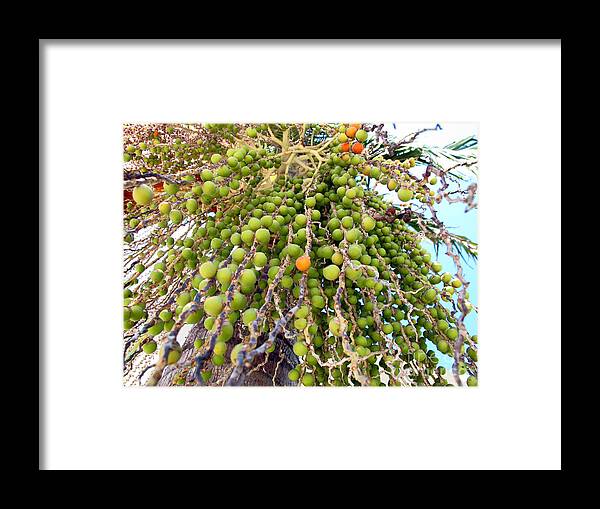 Palm Tree Framed Print featuring the photograph Palm Grapes by Kelly Holm