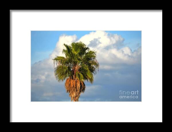 Palm Tree Framed Print featuring the photograph Palm by Mary Machare