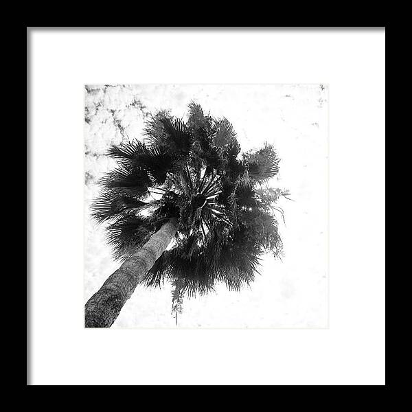  Framed Print featuring the photograph Palm Pom Pom! by Carolyn Toshach