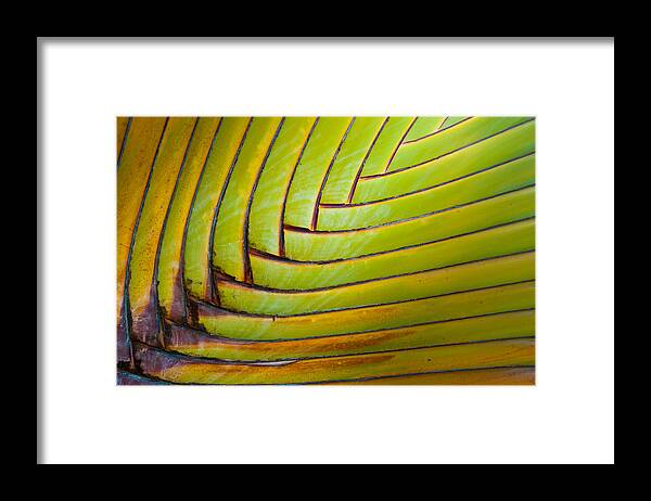 Green Framed Print featuring the photograph Palm Tree Leafs by Sebastian Musial