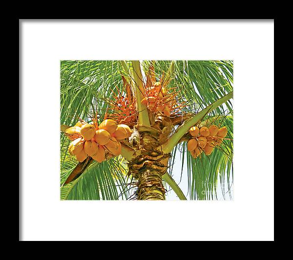 Coconuts Framed Print featuring the photograph Palm Tree with Coconuts by Val Miller
