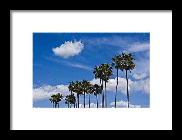 Tree Framed Print featuring the photograph Palm Trees in San Diego California No. 1661 by Randall Nyhof