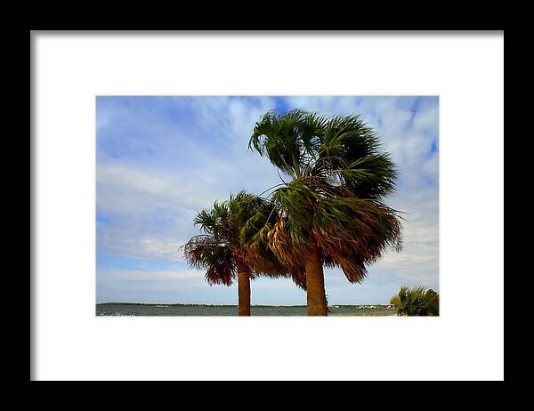 Palm Trees Framed Print featuring the photograph Palm Trees In The Wind by Debra Forand
