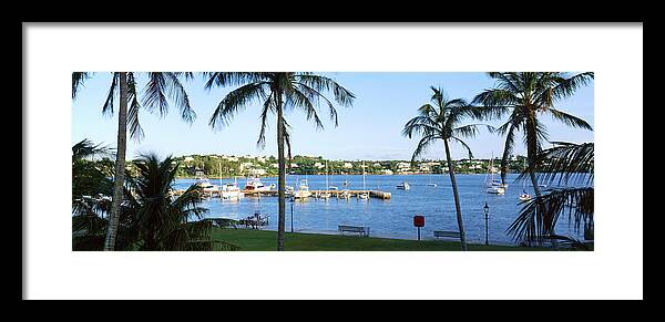 Photography Framed Print featuring the photograph Palm Trees On The Coast, Barrs Bay by Panoramic Images