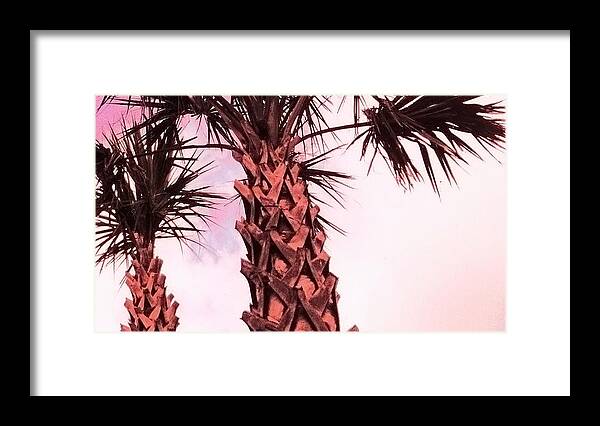 Palmetto Trees At Sunset With A Graphic Art Presentation Framed Print featuring the photograph Palmetto Sunset by Edward Shmunes