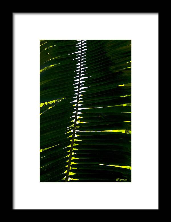 Palm Framed Print featuring the photograph Palmwaves by Christopher Byrd